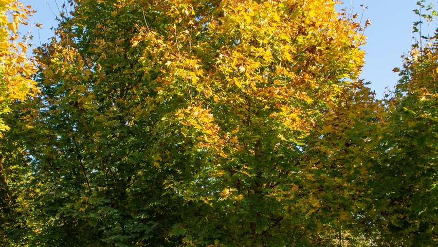 Acer platanoides 'Emerald Queen' pienne