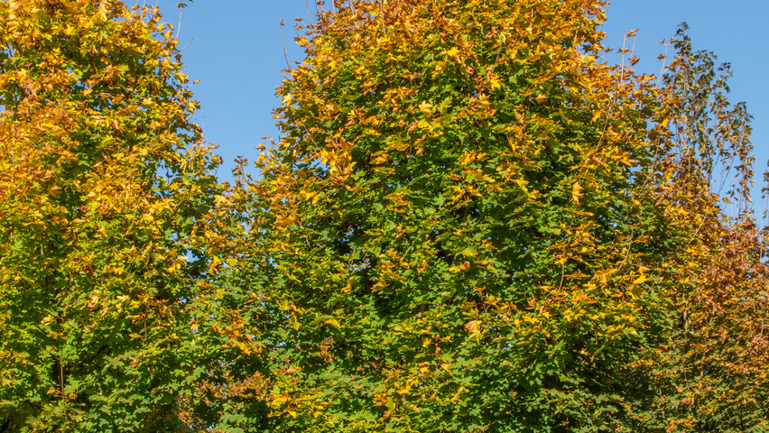 Acer platanoides 'Emerald Queen' pienne
