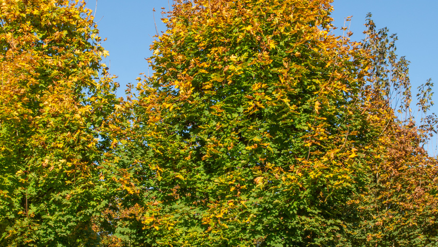Acer platanoides 'Emerald Queen' pienne