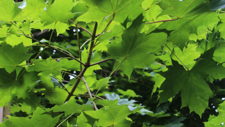 Acer platanoides 'Emerald Queen' liście