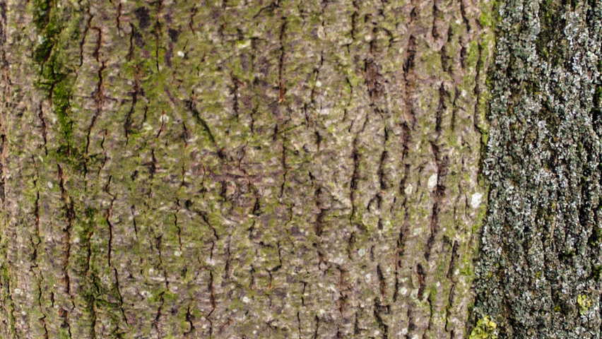 Acer platanoides 'Faassen's Black' кора