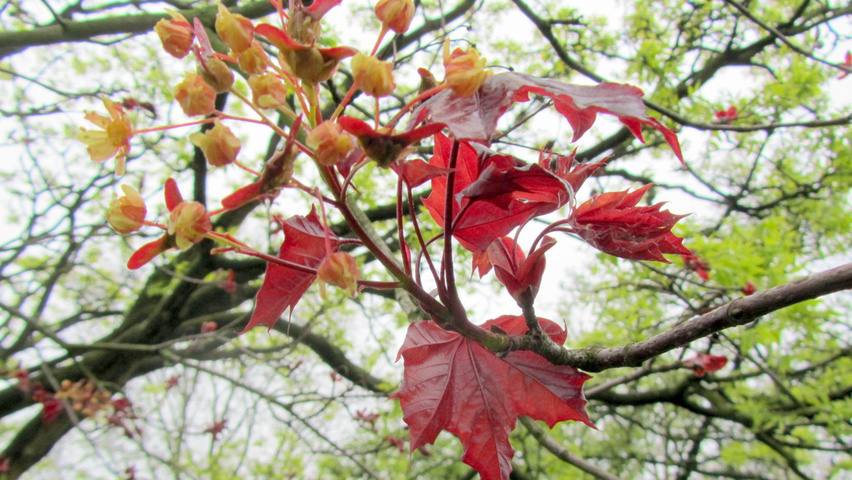 Acer platanoides 'Faassen's Black' цветки