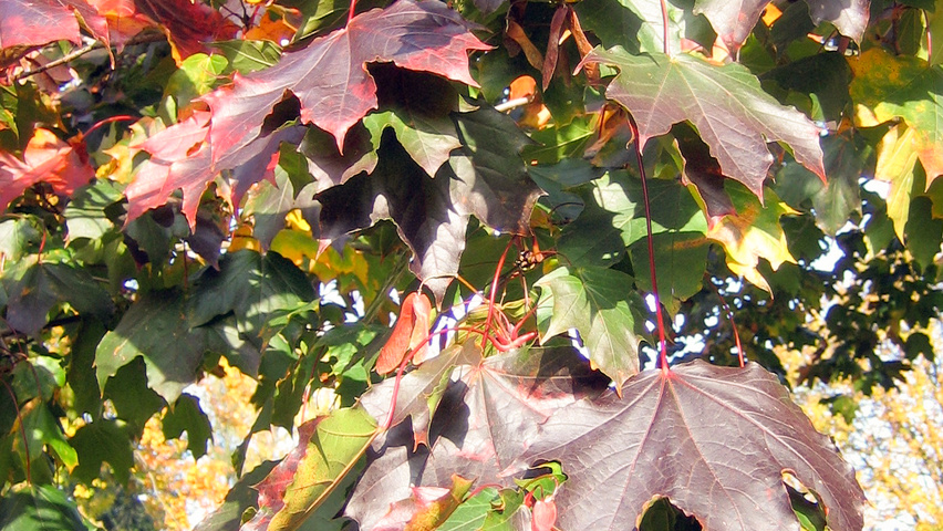 Acer platanoides 'Faassen's Black' плоды