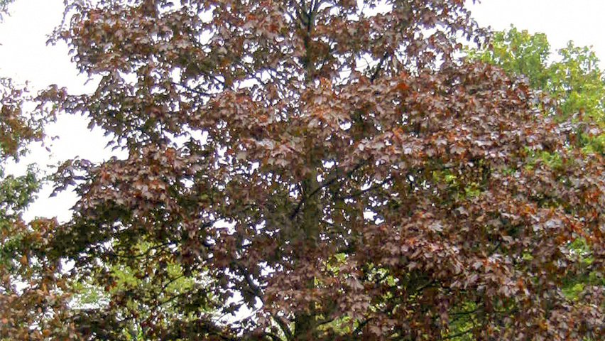 Acer platanoides 'Faassen's Black' Деревья с высоким стволом (стандарт)