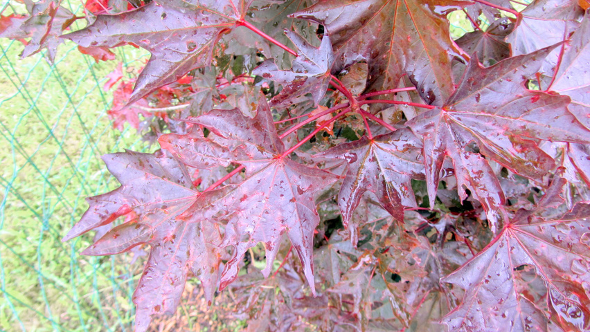 Acer platanoides 'Faassen's Black' листья