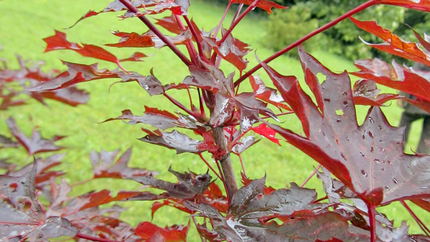 Acer platanoides 'Faassen's Black' листья