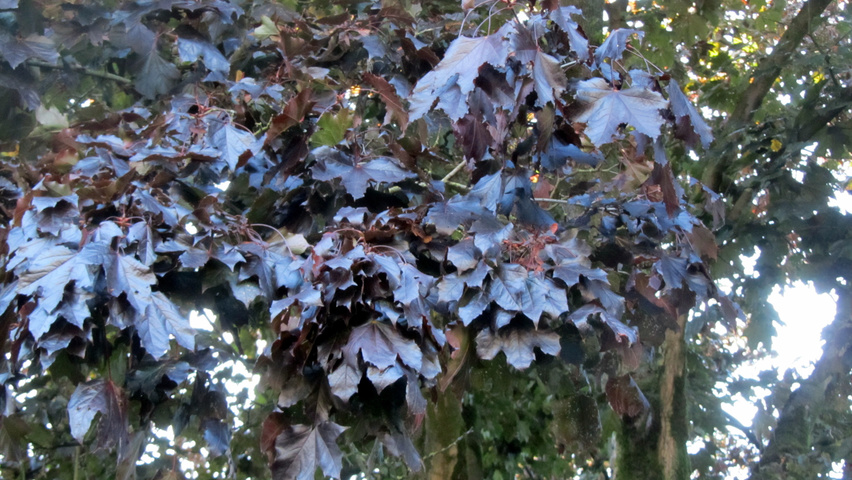 Acer platanoides 'Faassen's Black' листья