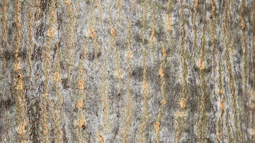 Acer platanoides 'Fairview' кора