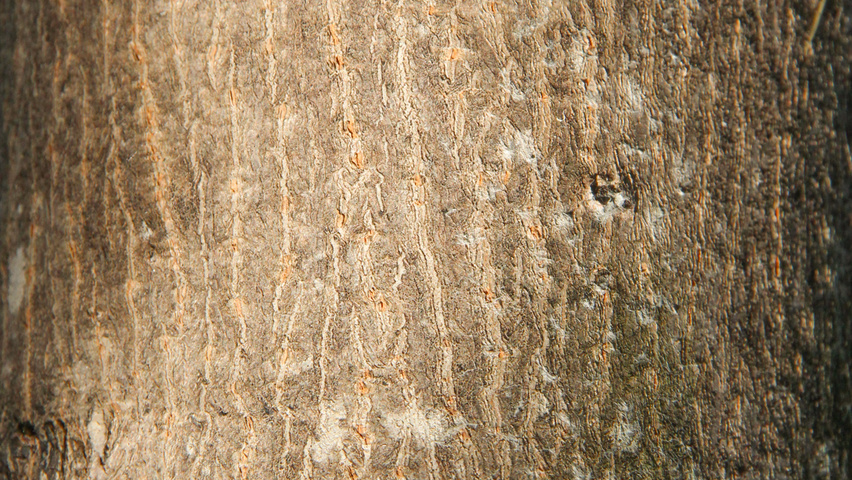 Acer platanoides 'Fairview' кора