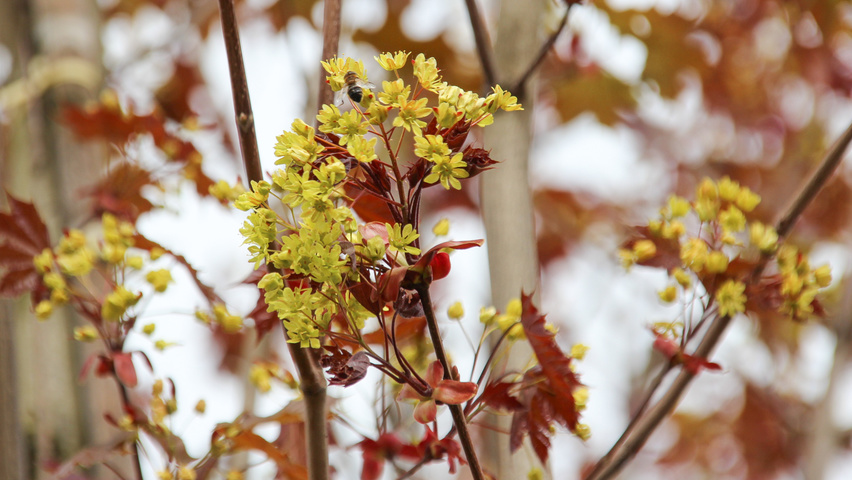 Acer platanoides 'Fairview' цветки