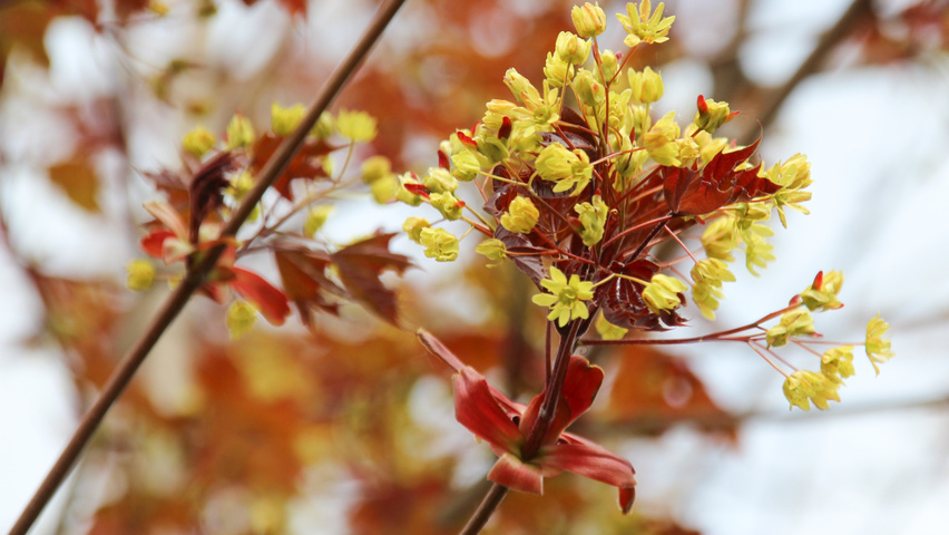 Acer platanoides 'Fairview' цветки
