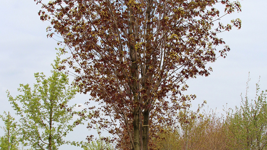 Acer platanoides 'Fairview' Деревья с высоким стволом (стандарт)