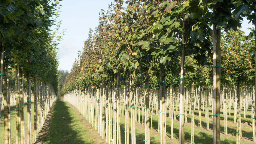 Acer platanoides 'Fairview' Деревья с высоким стволом (стандарт)