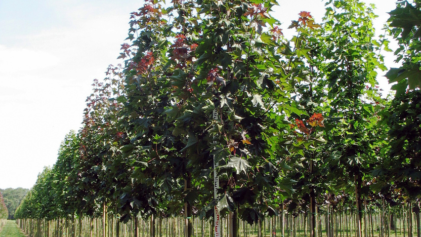 Acer platanoides 'Fairview' Деревья с высоким стволом (стандарт)