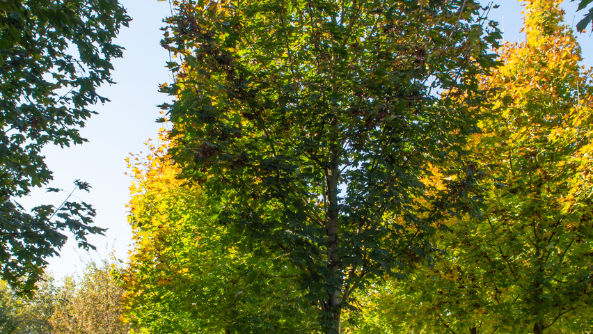 Acer platanoides 'Fairview' Деревья с высоким стволом (стандарт)