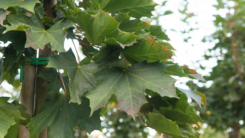 Acer platanoides 'Fairview' листья