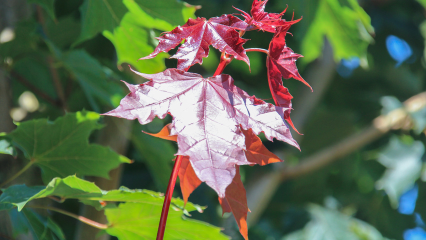 Acer platanoides 'Fairview' листья