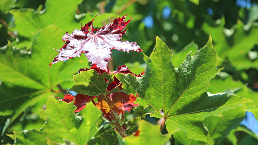 Acer platanoides 'Fairview' листья