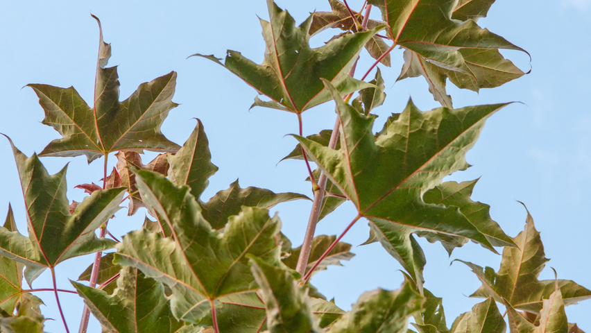 Acer platanoides 'Fairview' листья