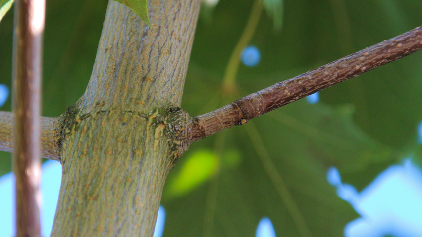 Acer platanoides 'Fairview' ветви
