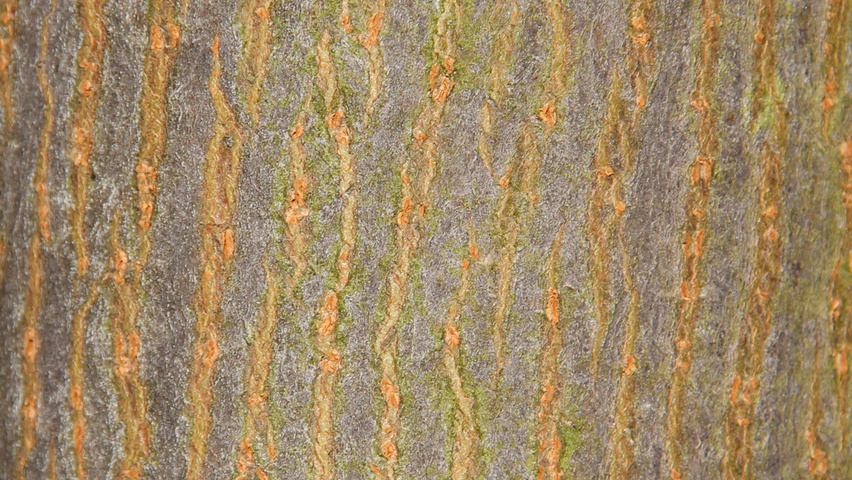 Acer platanoides 'Farlake's Green' Rinden