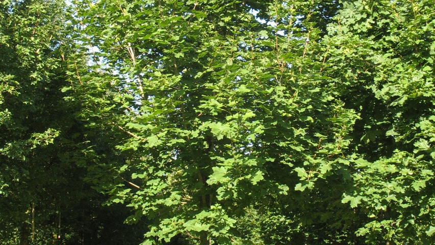 Acer platanoides 'Farlake's Green' hochstämmig
