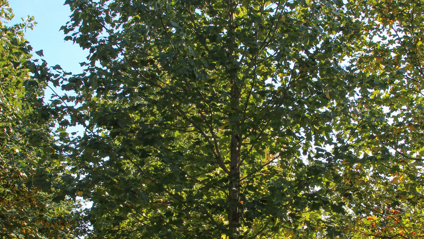 Acer platanoides 'Farlake's Green' hochstämmig