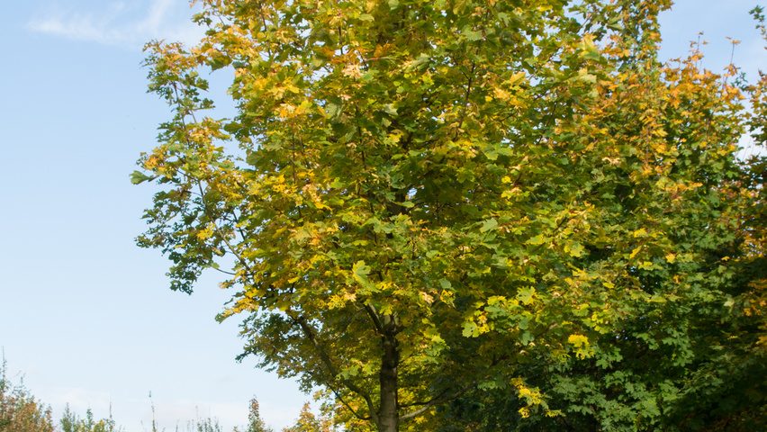 Acer platanoides 'Farlake's Green' hochstämmig