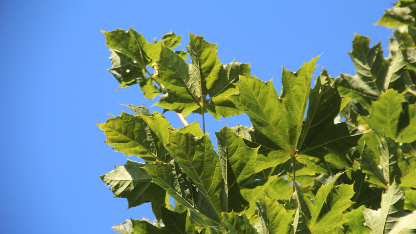 Acer platanoides 'Farlake's Green' Blatt