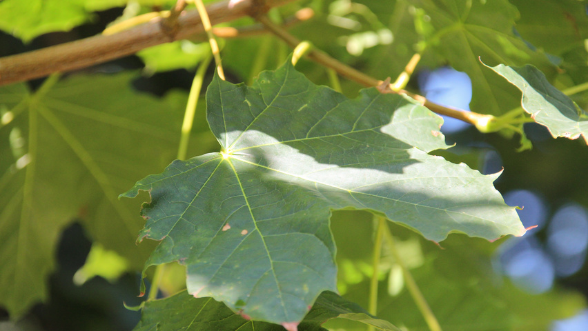 Acer platanoides 'Farlake's Green' Blatt