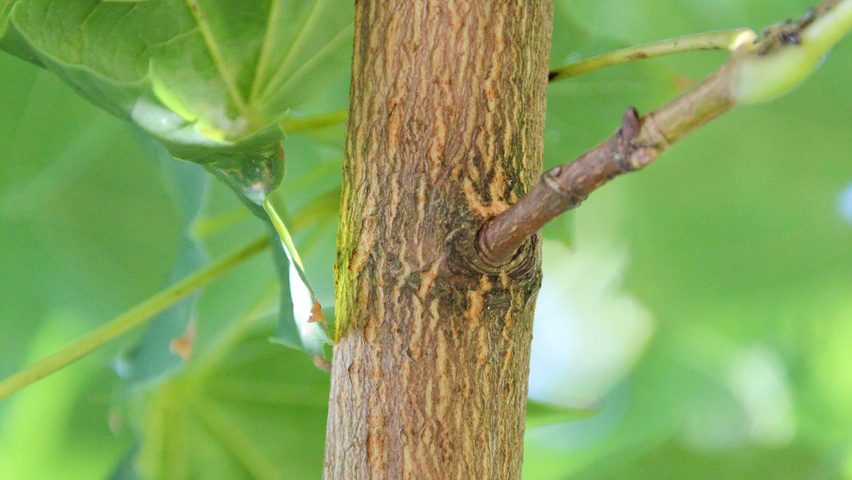 Acer platanoides 'Farlake's Green' Zweige