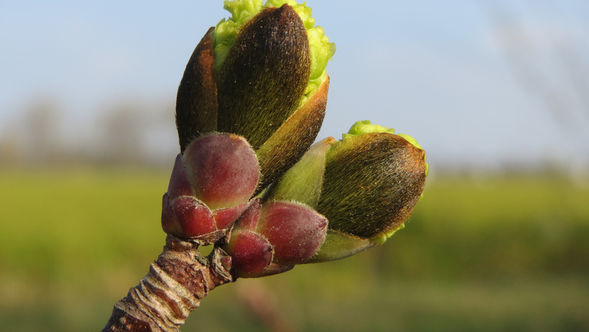 Acer platanoides fleurs