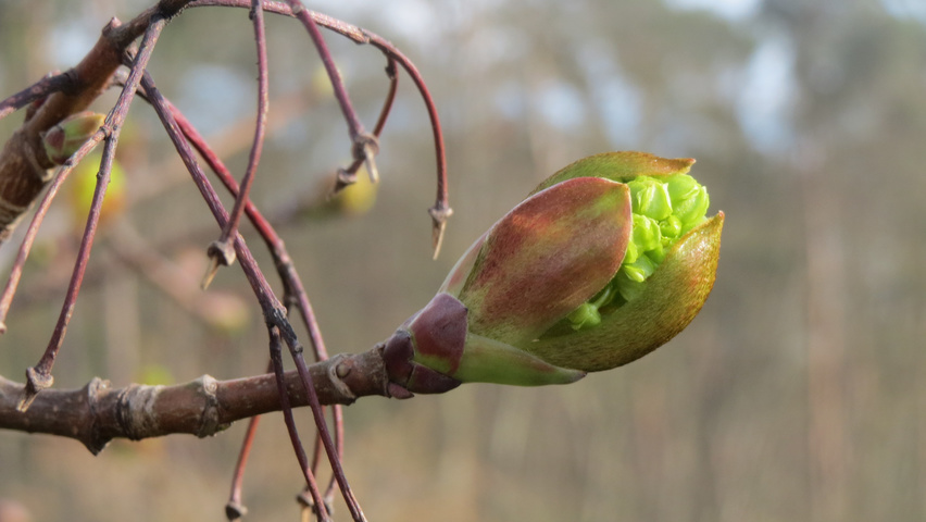Acer platanoides fleurs