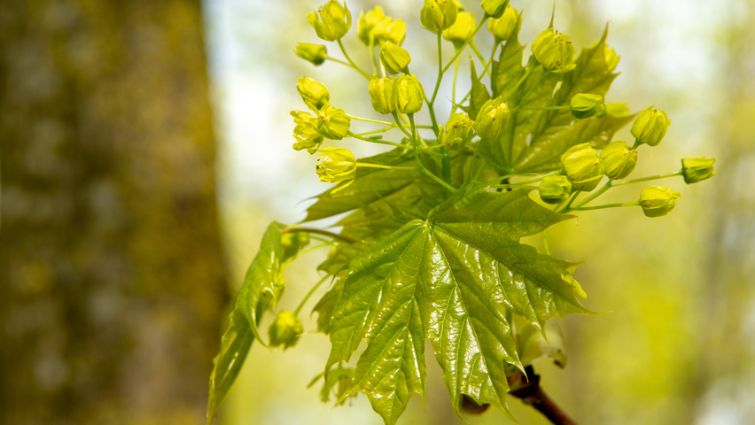 Acer platanoides fleurs