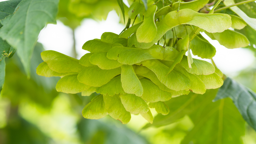 Acer platanoides fruits