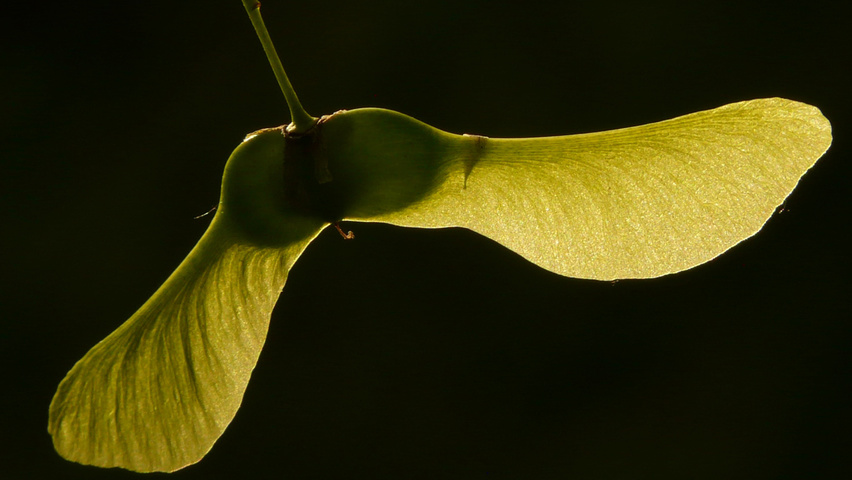 Acer platanoides fruits