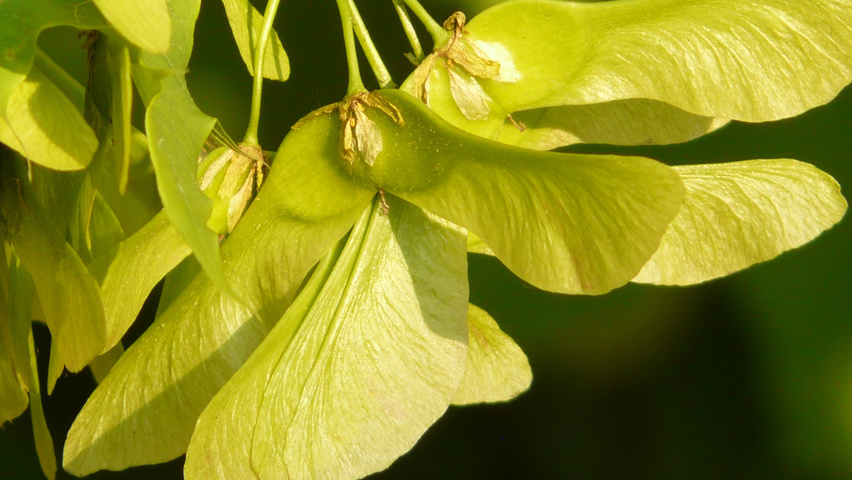 Acer platanoides fruits