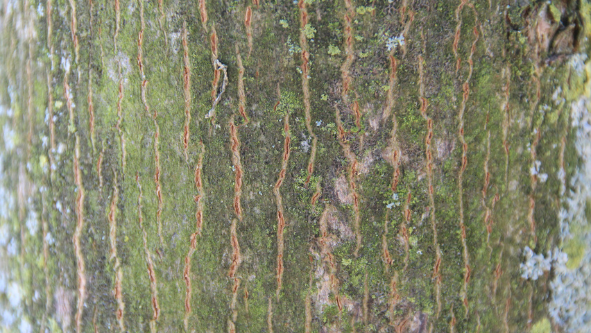 Acer platanoides 'Globosum' bark