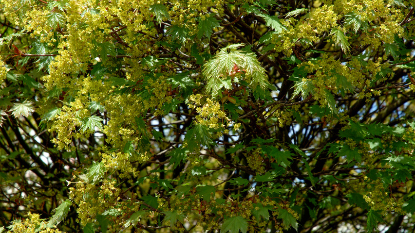 Acer platanoides 'Globosum' flowers