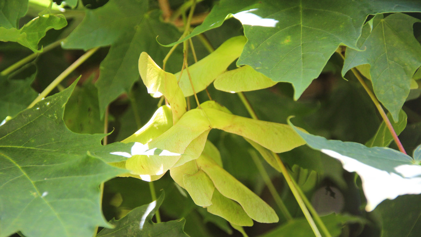 Acer platanoides 'Globosum' fruits