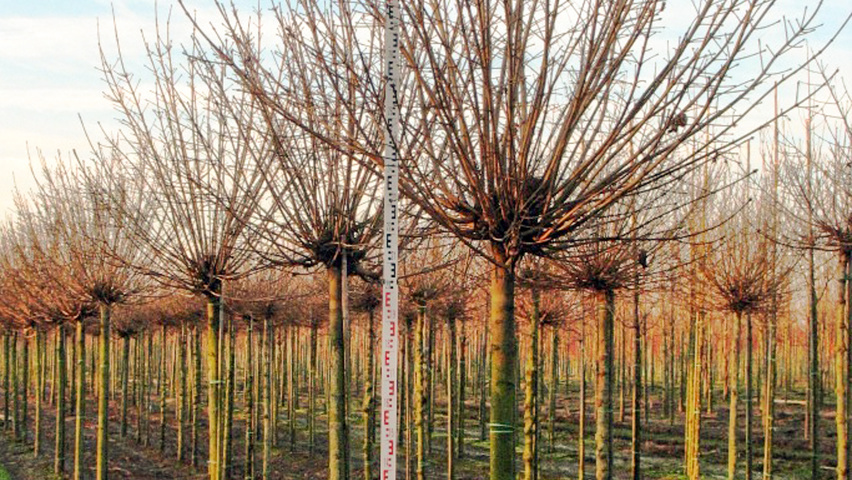 Acer platanoides 'Globosum' standard tree