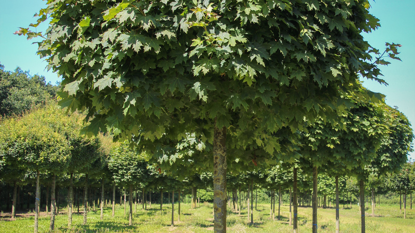 Acer platanoides 'Globosum' standard tree