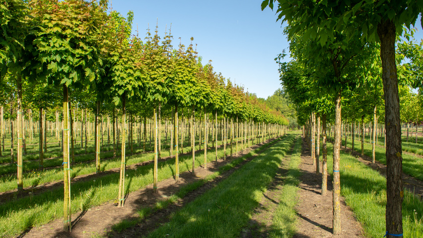 Acer platanoides 'Globosum' standard tree