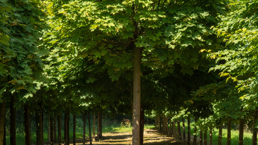 Acer platanoides 'Globosum' standard tree