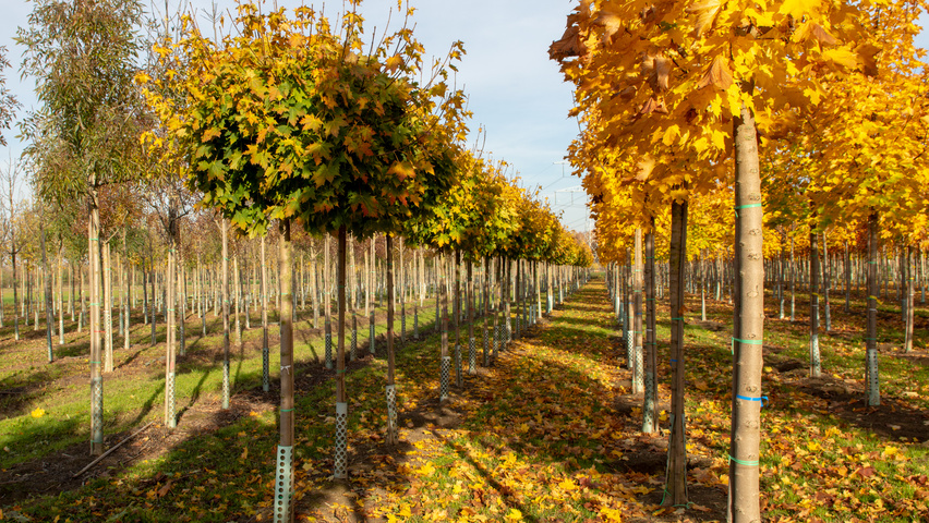Acer platanoides 'Globosum' standard tree