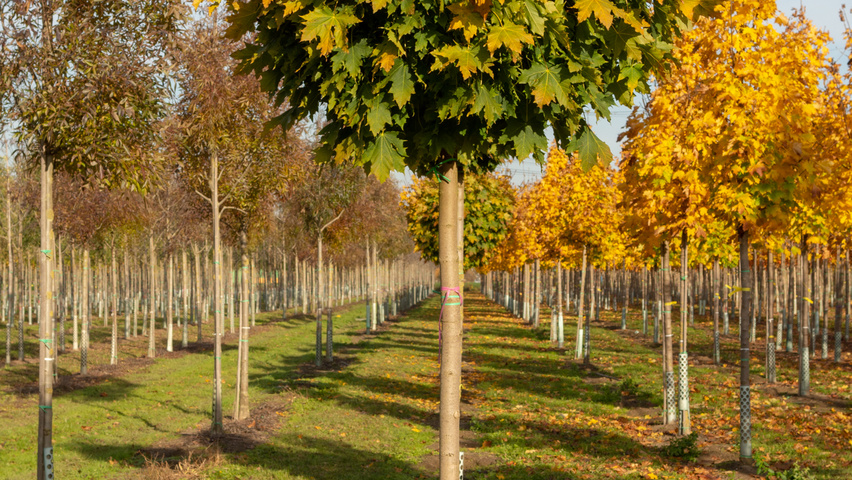 Acer platanoides 'Globosum' standard tree