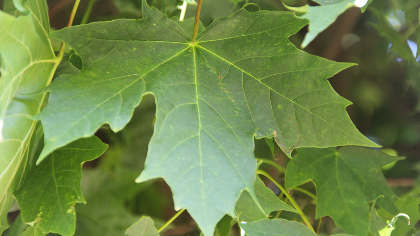 Acer platanoides 'Globosum' leaves