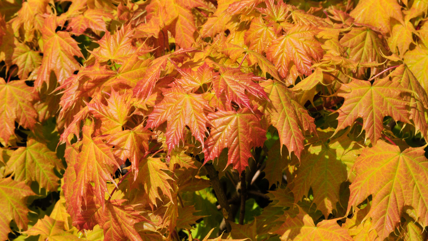 Acer platanoides 'Golden Globe' Feuilles