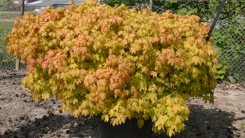Acer platanoides 'Golden Globe' arbustes solitaires