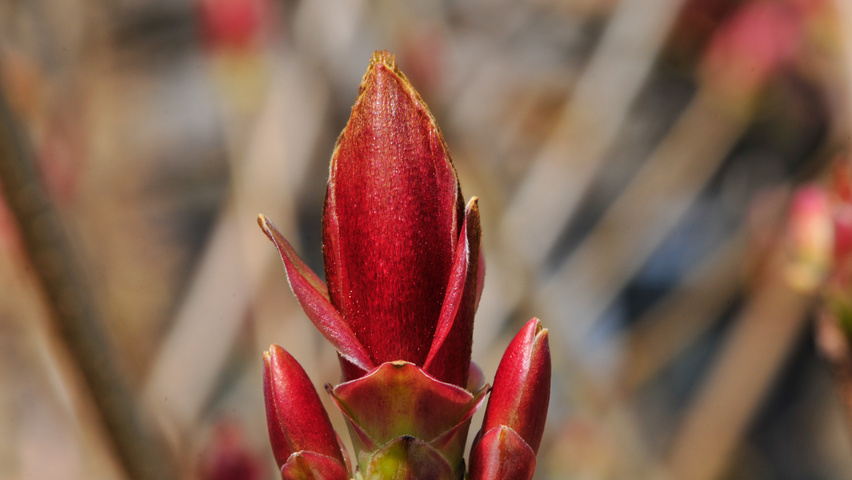 Acer platanoides 'Golden Globe' rameaux